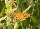 Speckled Yellow