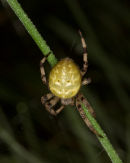 Orb Spider