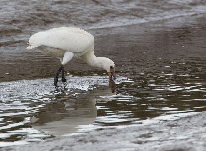 Spoonbill
