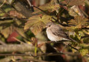 Spotted Flycatcher