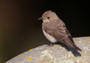 Spotted Flycatcher