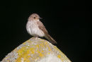 Spotted Flycatcher