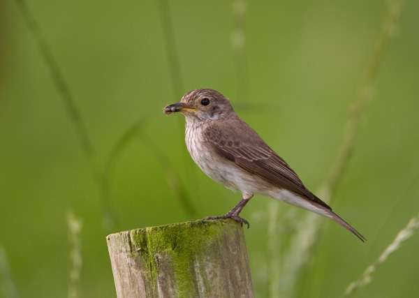 Spotted Flycatcher