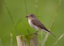 Spotted Flycatcher