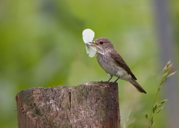 Spotted Flycatcher with Large White