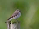 Spotted Flycatcher