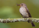 Spotted Flycatcher