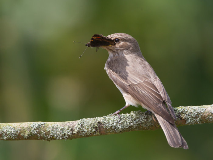 Spotted Flycatcher with Small Tortoiseshell