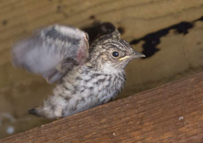 Spotted Flycatcher Nestling