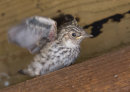 Spotted Flycatcher Nestling