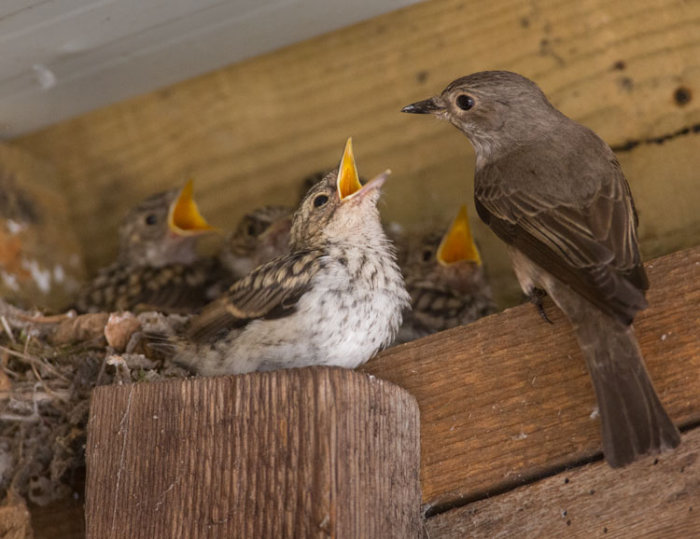 Spotted Flycatchers