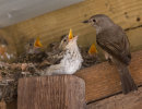 Spotted Flycatchers