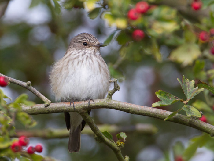 Spotted Flycatcher