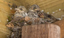 Spotted Flycatcher Chicks