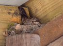 Spotted Flycatcher - incubating