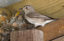 Spotted Flycatcher at Nest