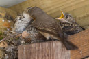 Spotted Flycatcher at Nest