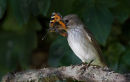 Spotted Flycatcher with Small Tortoiseshell butterfly