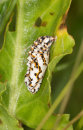 Spotted Fritillary Pupa