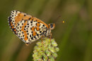 Spotted fritillary