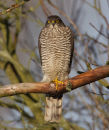 Sparrowhawk