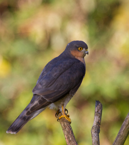 Sparrowhawk
