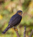 Sparrowhawk