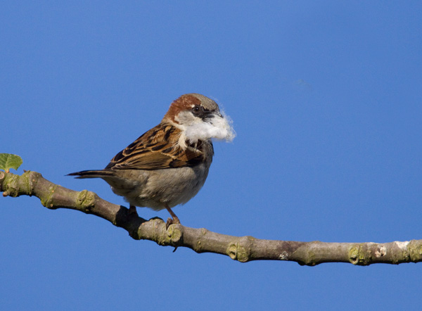 House Sparrow