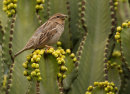 Spanish Sparrow, female