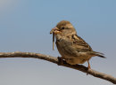 Spanish Sparrow, female