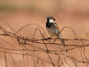 Spanish Sparrow
