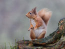 Red Squirrel