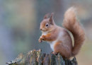 Red Squirrel
