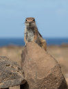 Barbary Ground Squirrel