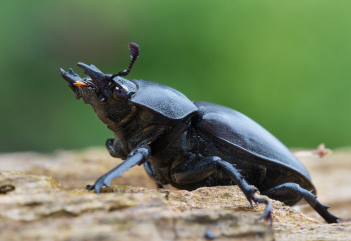 Female Stag Beetle