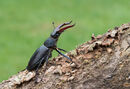 Stag Beetle (male)