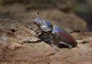 Stag Beetle