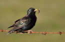 Starling