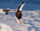 Stellers Sea Eagle