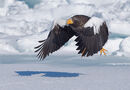 Stellers Sea Eagle