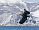 Stellers Sea Eagle
