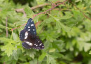 Southern White Admiral