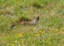 Stoat