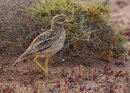 Stone Curlew