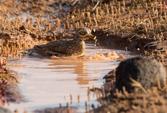 Stone Curlew