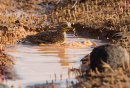 Stone Curlew