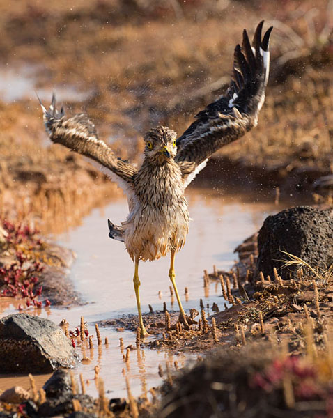 Stone Curlew
