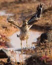 Stone Curlew