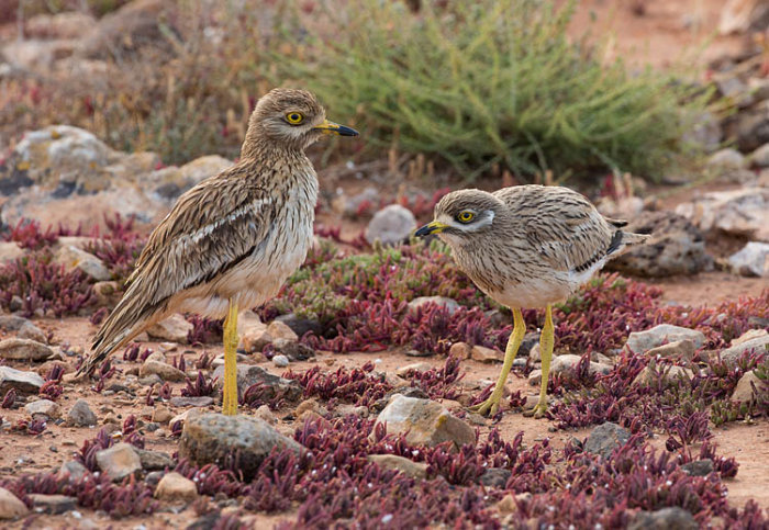 Stone Curlews