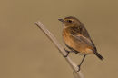 Female Stonechat